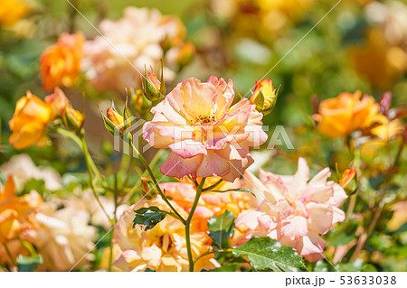 サハラの薔薇の写真素材 - PIXTA