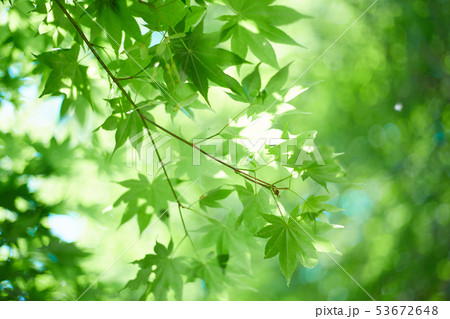 楓 花 ５月 緑の写真素材