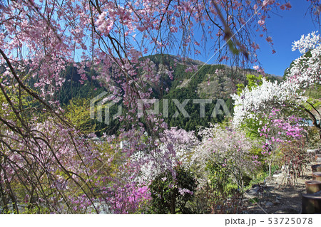 乙津花の里の写真素材