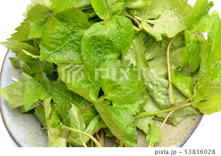 植物 多年草 三つ葉 セリ科の写真素材