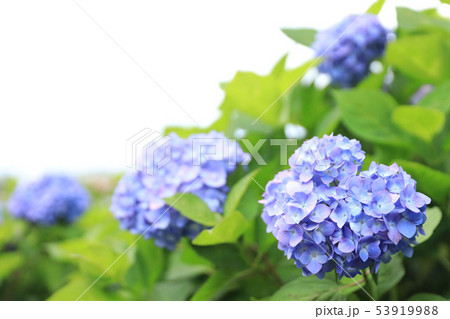 水戸八幡宮 紫陽花 アジサイ あじさいの写真素材