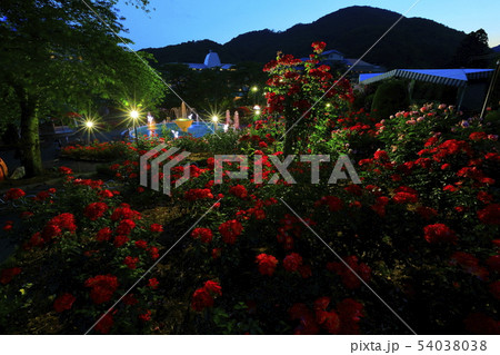 岩手県 花巻市 バラ園 ライトアップの写真素材