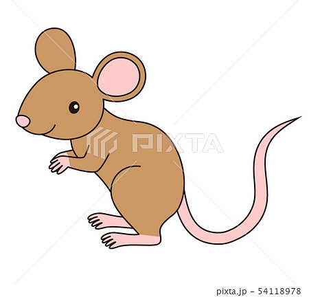 ドブネズミのイラスト素材