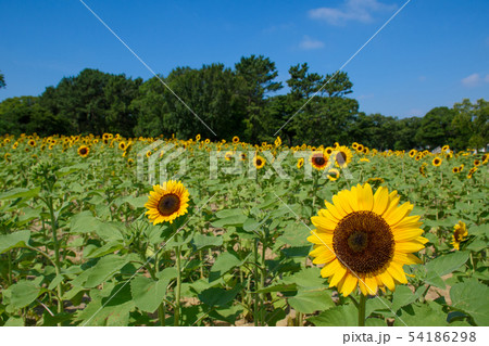 万博記念公園ひまわりフェスタの写真素材