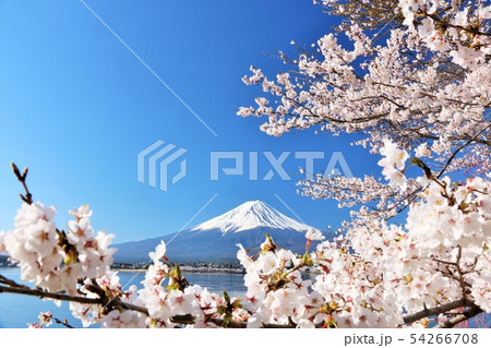 富士山 春 桜 ソメイヨシノの写真素材