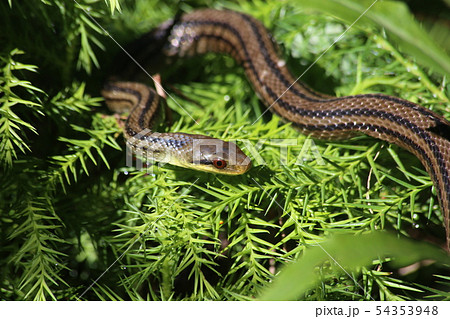 シマヘビ かわいいの写真素材
