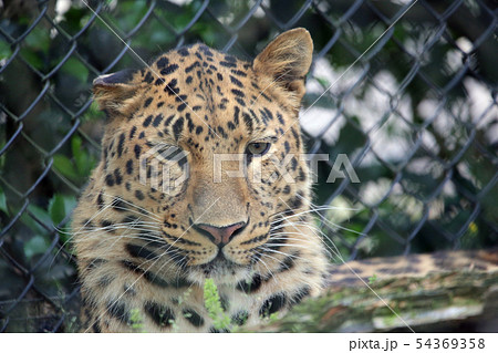 まぼろしの豹 顔の写真素材