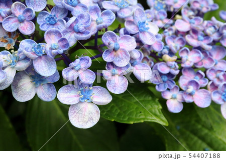 ポップコーンアジサイの写真素材