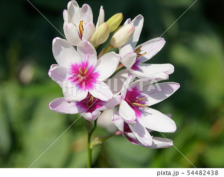 イキシア 花の写真素材