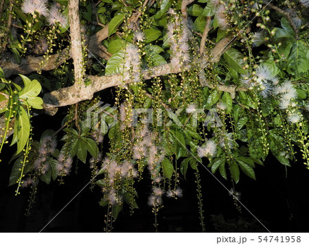 サガリバナ ピンクの花 さがり花 南国の花の写真素材