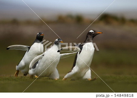 鳥 ペンギン ジェンツーペンギン 走るの写真素材 - PIXTA