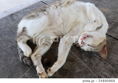 猫 野良猫 奥武島 ねこの写真素材 - PIXTA