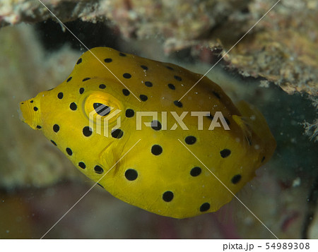 ハコフグの幼魚の写真素材