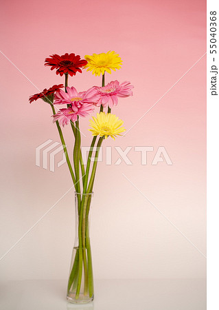 花 花瓶 ガーベラ 室内の写真素材