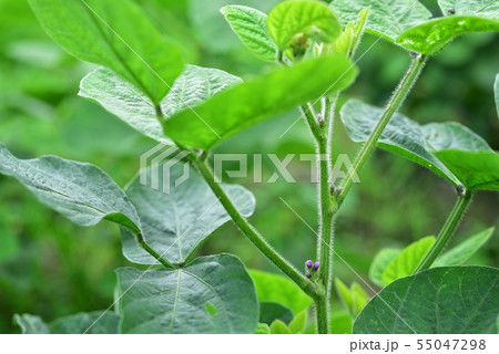 枝豆の花 ビールの写真素材