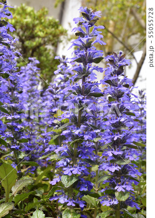花 十二単 野草 春の花の写真素材