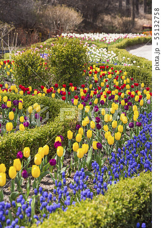 花 チューリップ 植物 韓国の写真素材