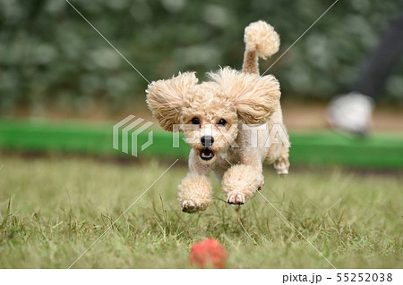 動物 犬 トイプードル 走るの写真素材