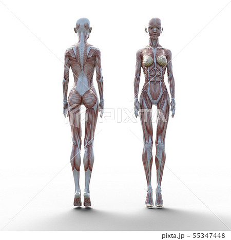 体 体のパーツのイラスト素材集 Pixta ピクスタ