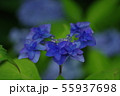 泉ボタニカルガーデンの紫陽花の写真素材