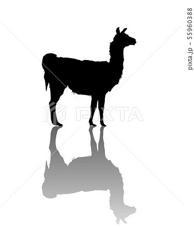 動物 アルパカ 哺乳類 横顔の写真素材 Pixta