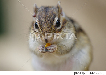 リス 小動物 茶色 シマリス 縞模様 すばしっこいの写真素材