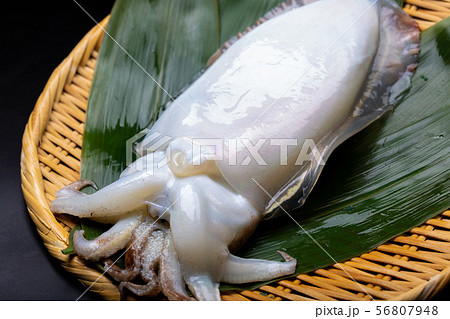 ハリイカの写真素材