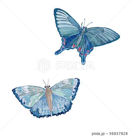 蝶 アゲハ蝶 青色 羽の写真素材