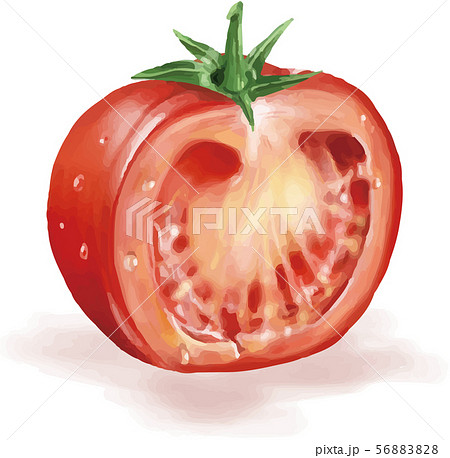 トマト断面のイラスト素材