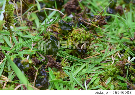 苔 植物 藻 芝生の写真素材