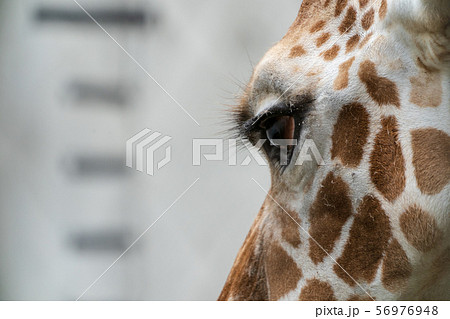 キリンの瞳の写真素材