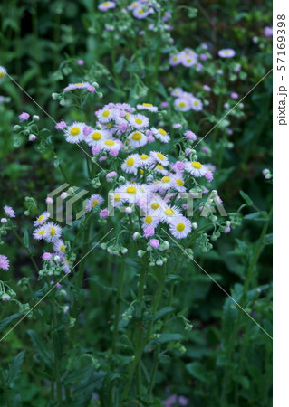 ハルシオン 花 雑草の写真素材