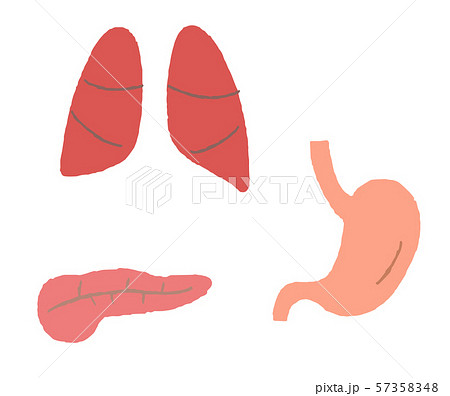 膵臓のイラスト素材