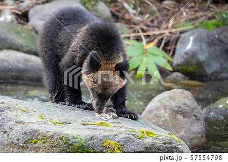 動物 鮭 熊 ヒグマの写真素材