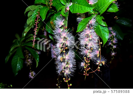 サガリバナ サワフジ 舞香花 植物の写真素材