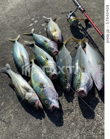 釣り フィッシング ブリ ルアーの写真素材 - PIXTA