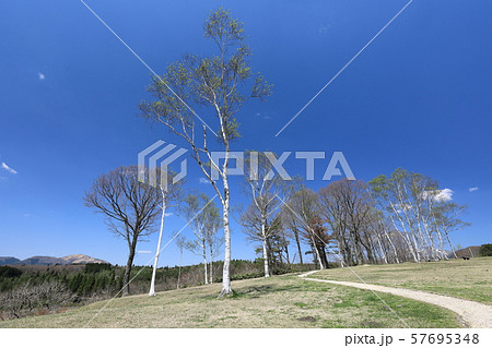 白樺 白樺の丘 蒜山 蒜山高原の写真素材