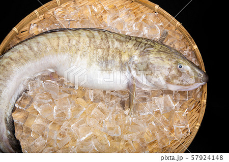 タナカゲンゲ 魚の写真素材