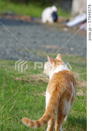 動物 猫 歩く 後ろ姿の写真素材