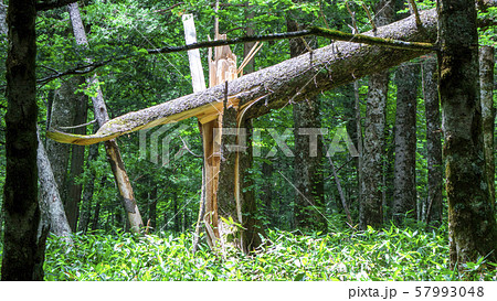 折れた枯れ木 倒木の写真素材