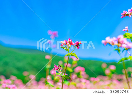 蕎麦の花 蕎麦畑 赤蕎麦の花 ピンク色の蕎麦の花の写真素材 - PIXTA