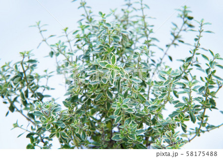 コモンタイム タイム シソ科 ハーブの写真素材
