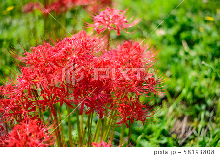 赤い茎 植物 緑の葉の写真素材