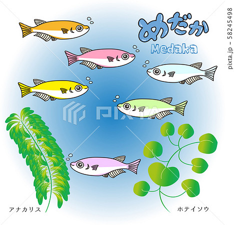 メダカのイラスト素材集 ピクスタ