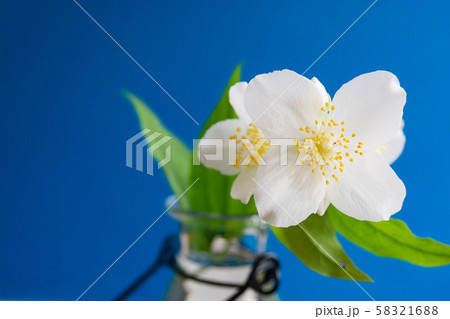 バイカウツギの写真素材 - PIXTA