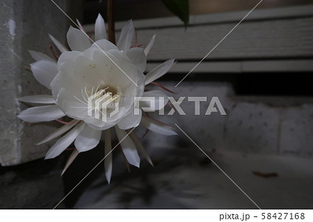 クジャクサボテン属の写真素材