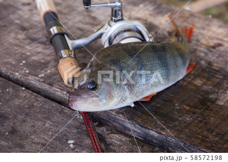 Trophy Fishing. Big Freshwater Perch and Fishing Equipment on