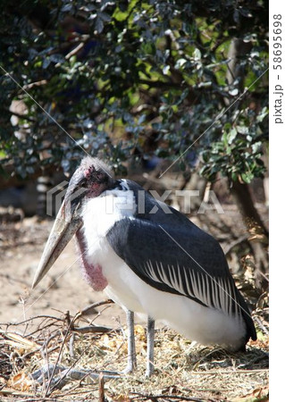 渉禽類の鳥の写真素材