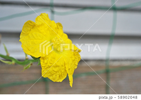 ヘチマ 花 黄色 植物の写真素材