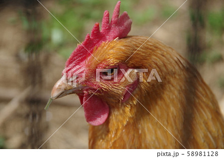 鳥 ニワトリ 横顔 鶏冠 トサカの写真素材